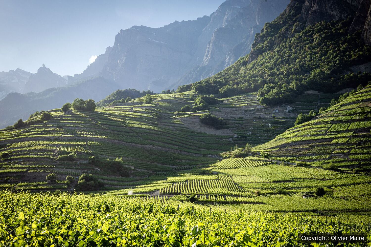 Vignobles en terrasses de Chamoson face aux Alpes valaisannes